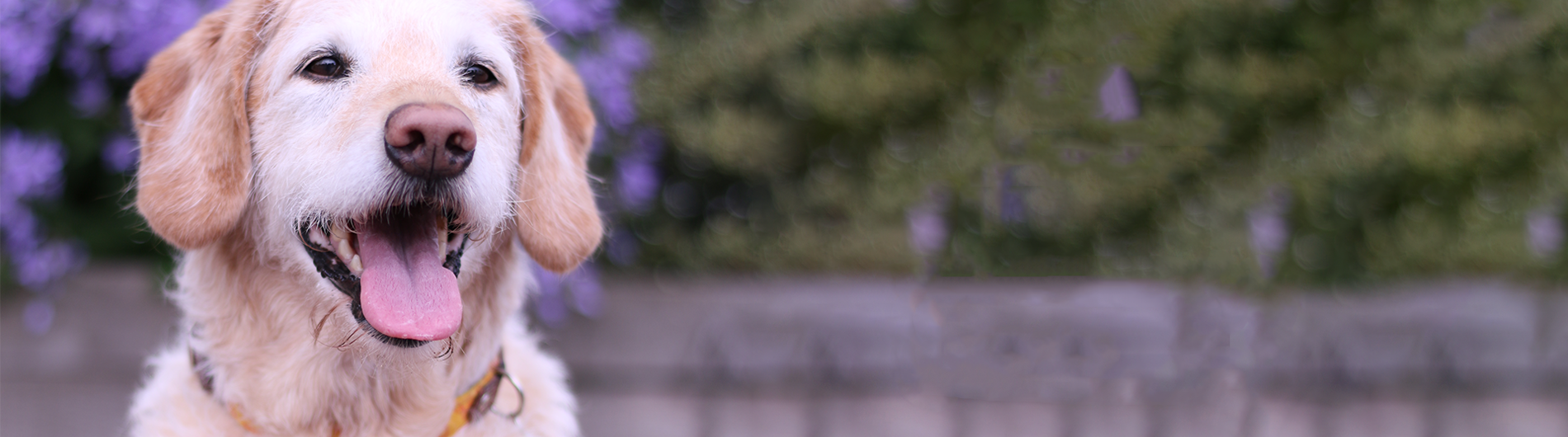 image of dog